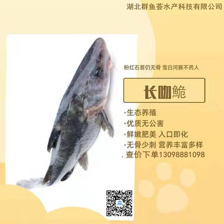 江团养殖方法 - 知乎