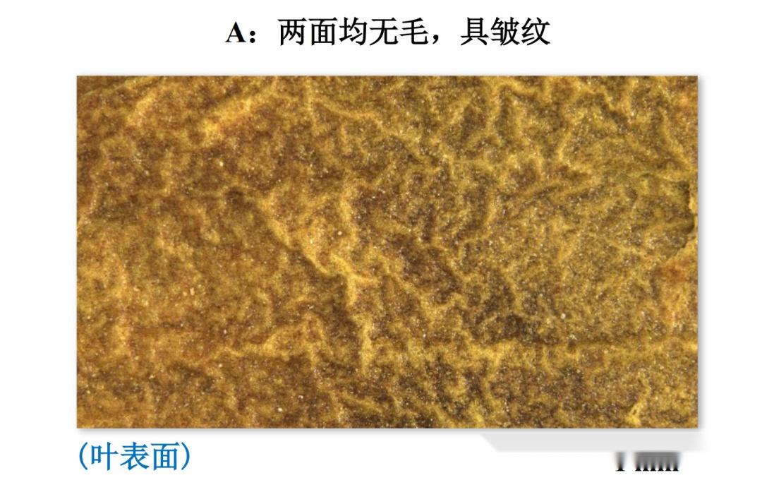 檞寄生（xie）与槲寄生（hu）到底是什么？ - 知乎