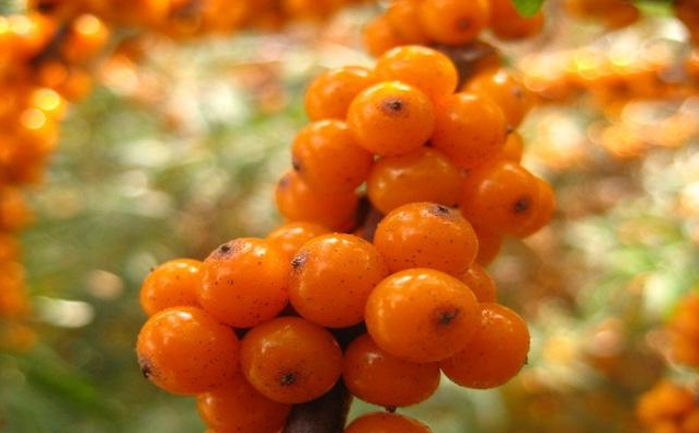 青海黄南特产中华沙棘茶图文介绍