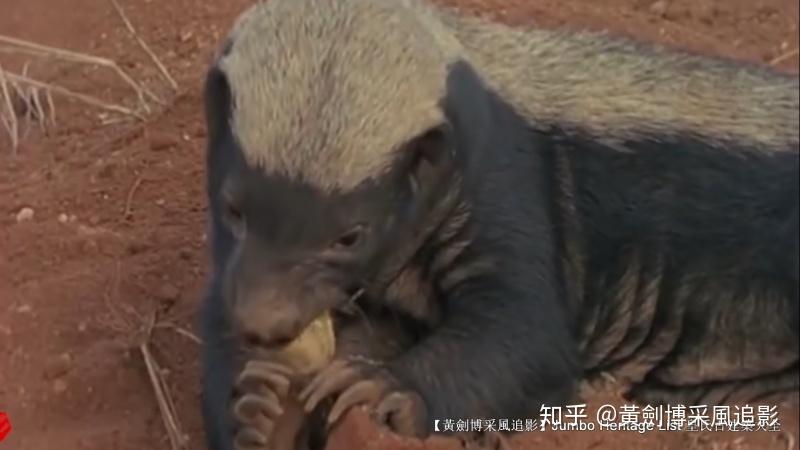 第4200回:世界上最无所畏惧,捕蛇专家蜜獾狐獴 - 知乎