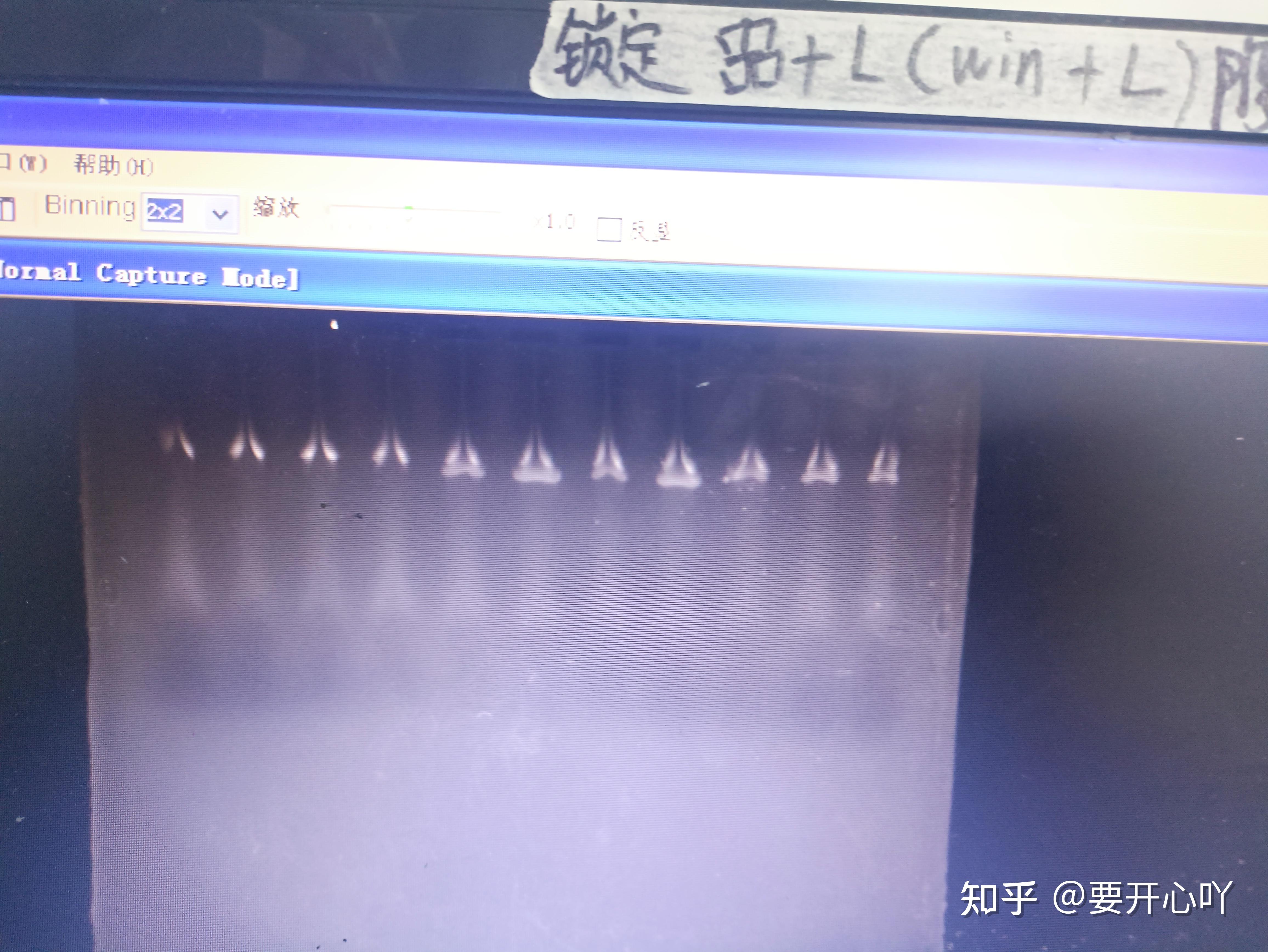 pcr电泳图详细分析图片