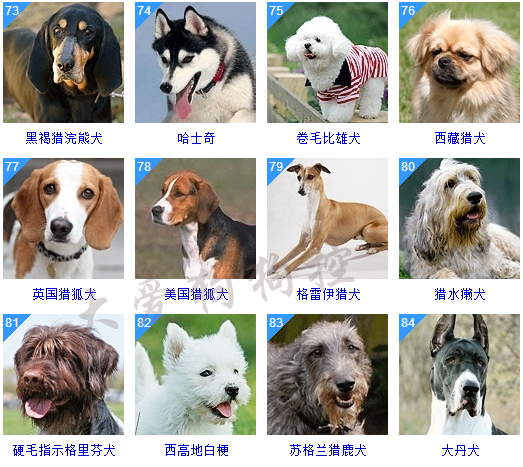 178种狗狗品种大全,原来按体型智商都是这么分! - 知乎
