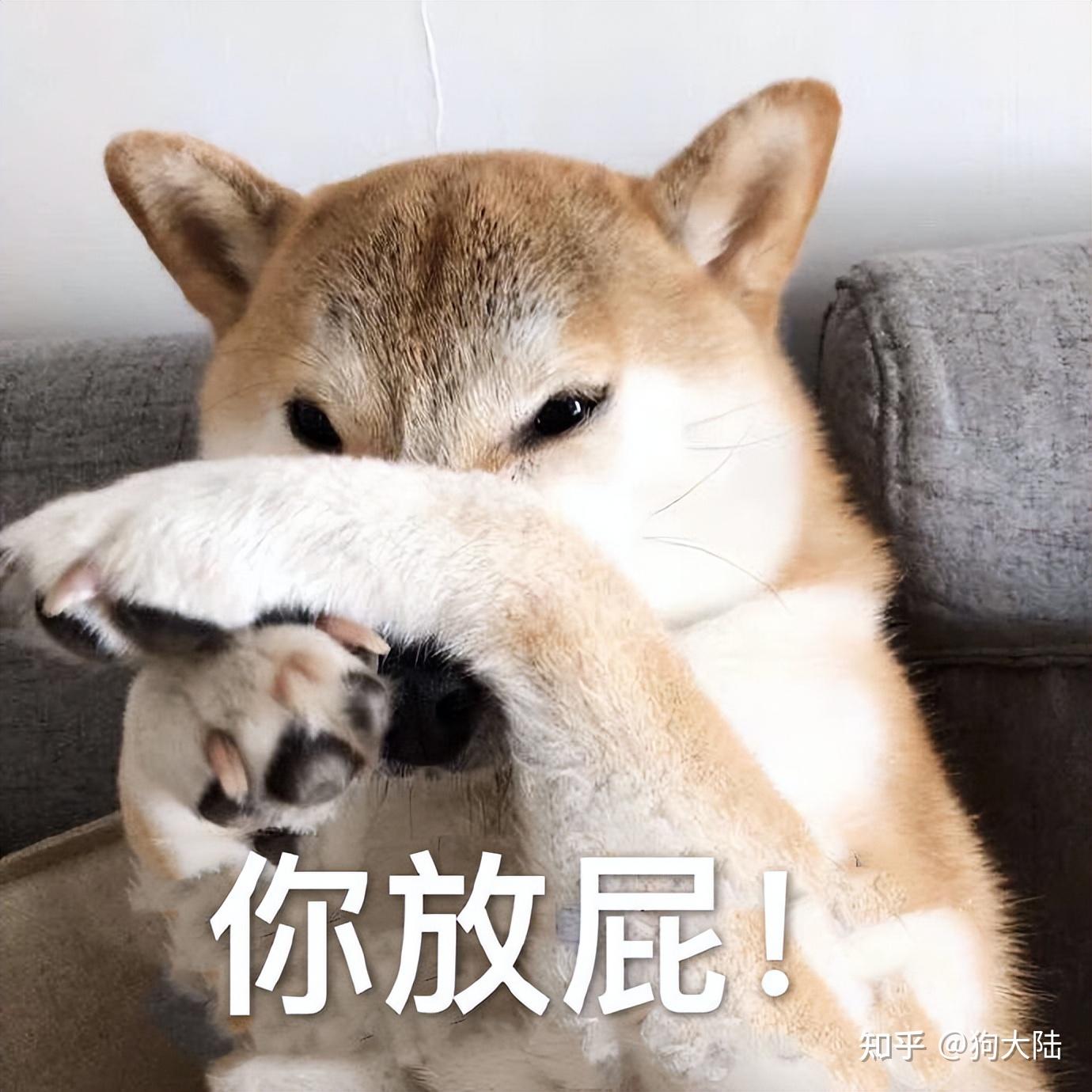 在狗界,这6种狗是“体臭”担当,货真价实的“臭狗” - 知乎