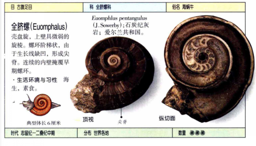 菊石蜗牛田螺海螺等螺旋形似,有什么进化上的传承吗? 