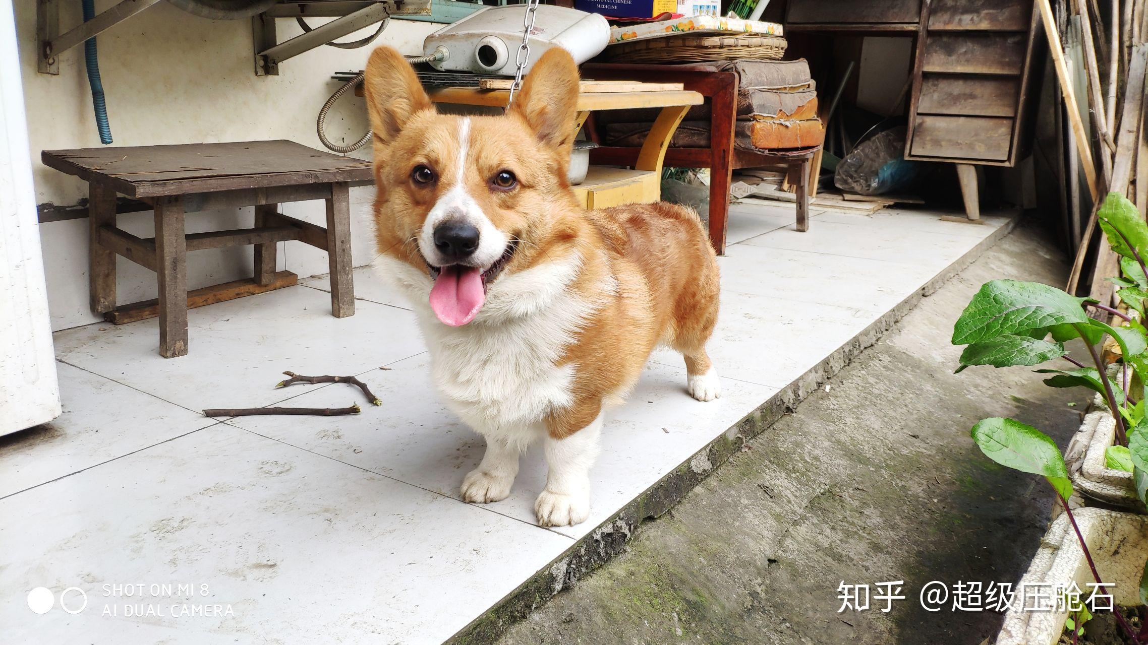 我家柯基宝宝一个多月脸花色有点阴阳脸换毛后会好点吗