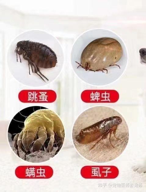 猫特别怕水胆小不让洗澡身上全是跳蚤有没有什么推荐的药