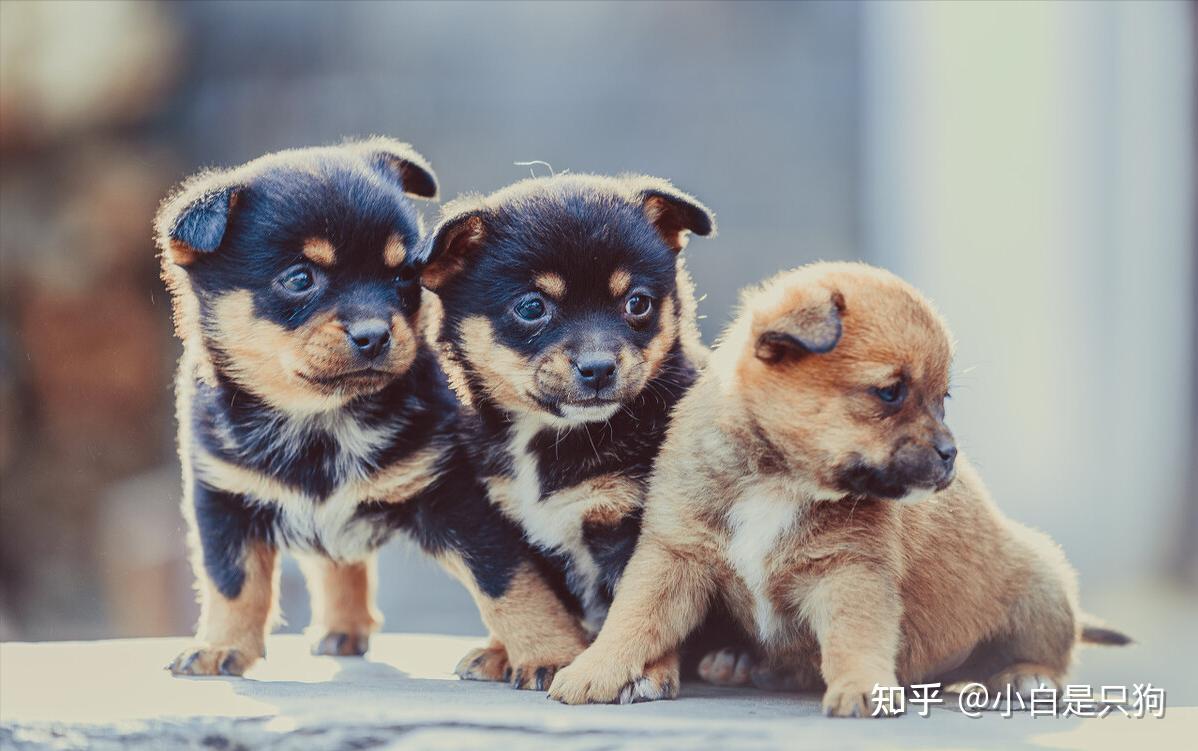 网友票选八大“帅狗”,你最pick哪个? - 知乎