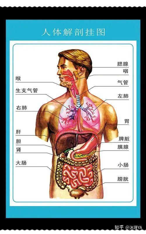 腹部脏器的体表投影图片