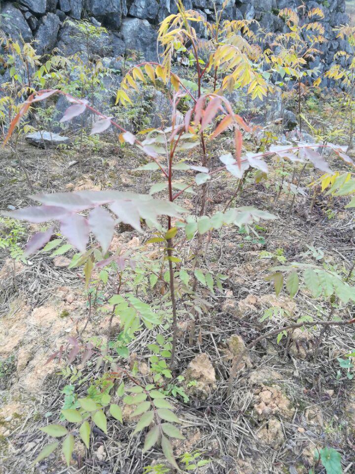 经过不懈的努力,他的良种黄鹂芽树育苗种植终于取得了成功