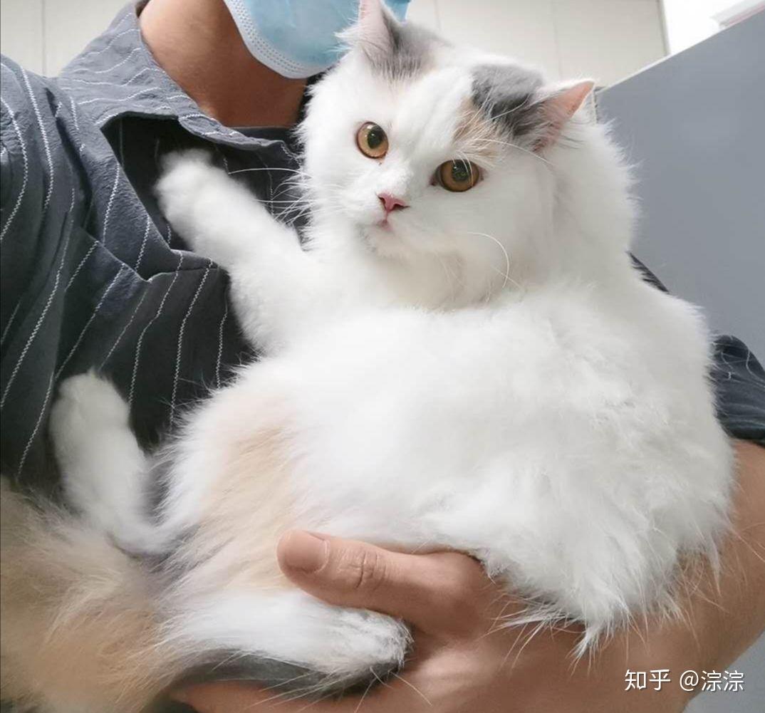 布偶和英短串多少钱?