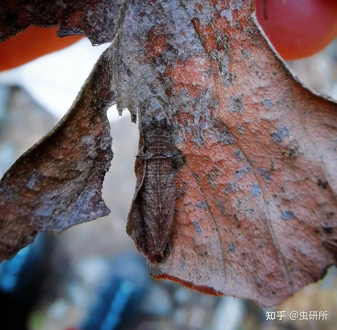 蝴蝶冬天可怎么过冬? - 知乎