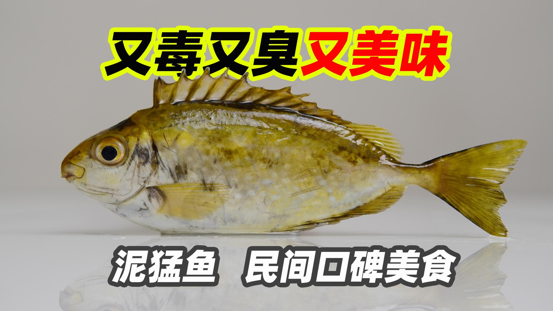 有人知道泥猛魚的營養成分嗎