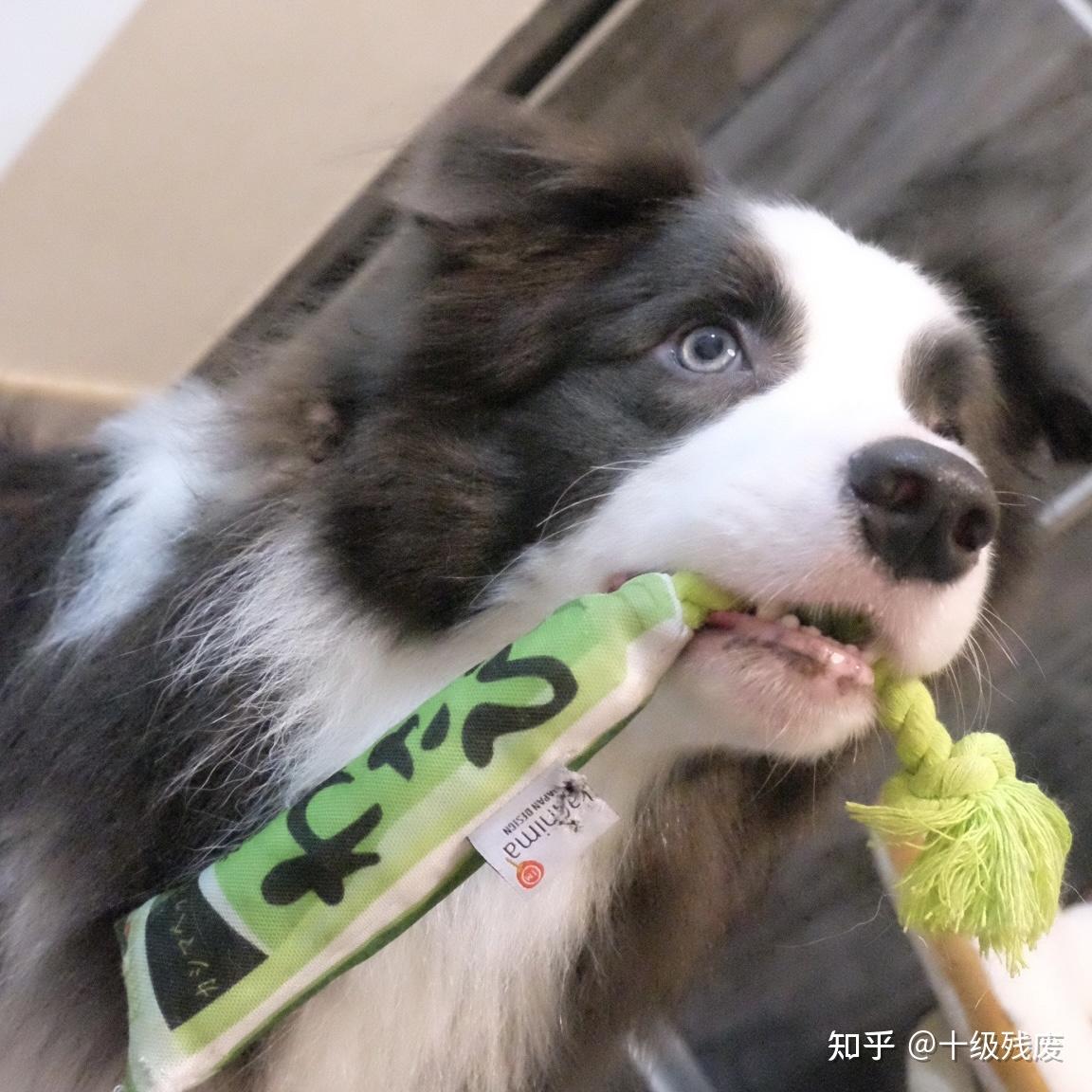 蓝白边牧长大了是什么样子的? - 知乎