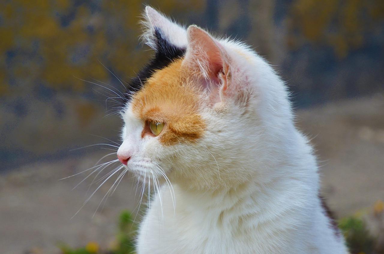 4. 清洁家居环境