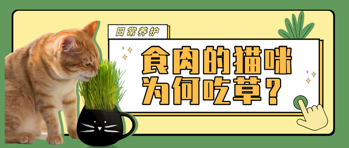 猫草是什么 猫草有什么用 知乎