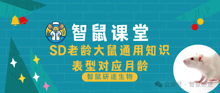 智鼠课堂 | SD老龄大鼠通用知识(2)——表型对应月龄 - 知乎