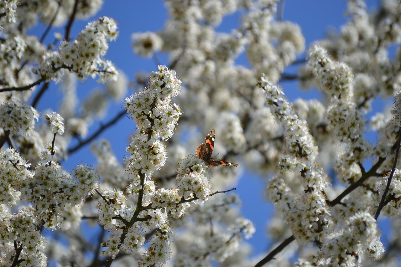 4. 紫罗兰香迎春