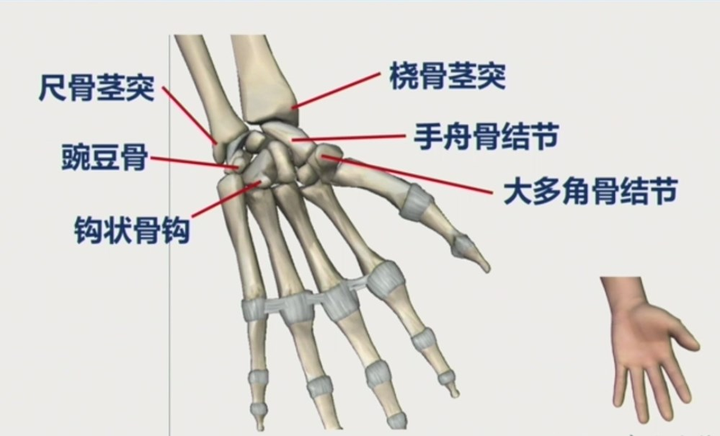 腕骨间关节图片