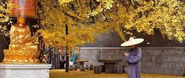 一念弥陀 头上便放光 知乎