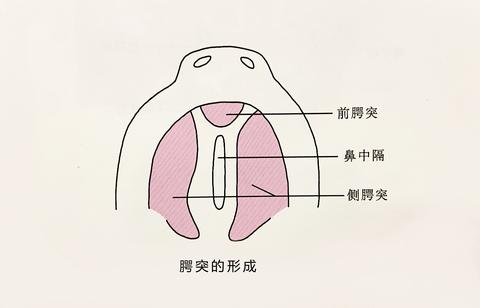 腭- 知乎