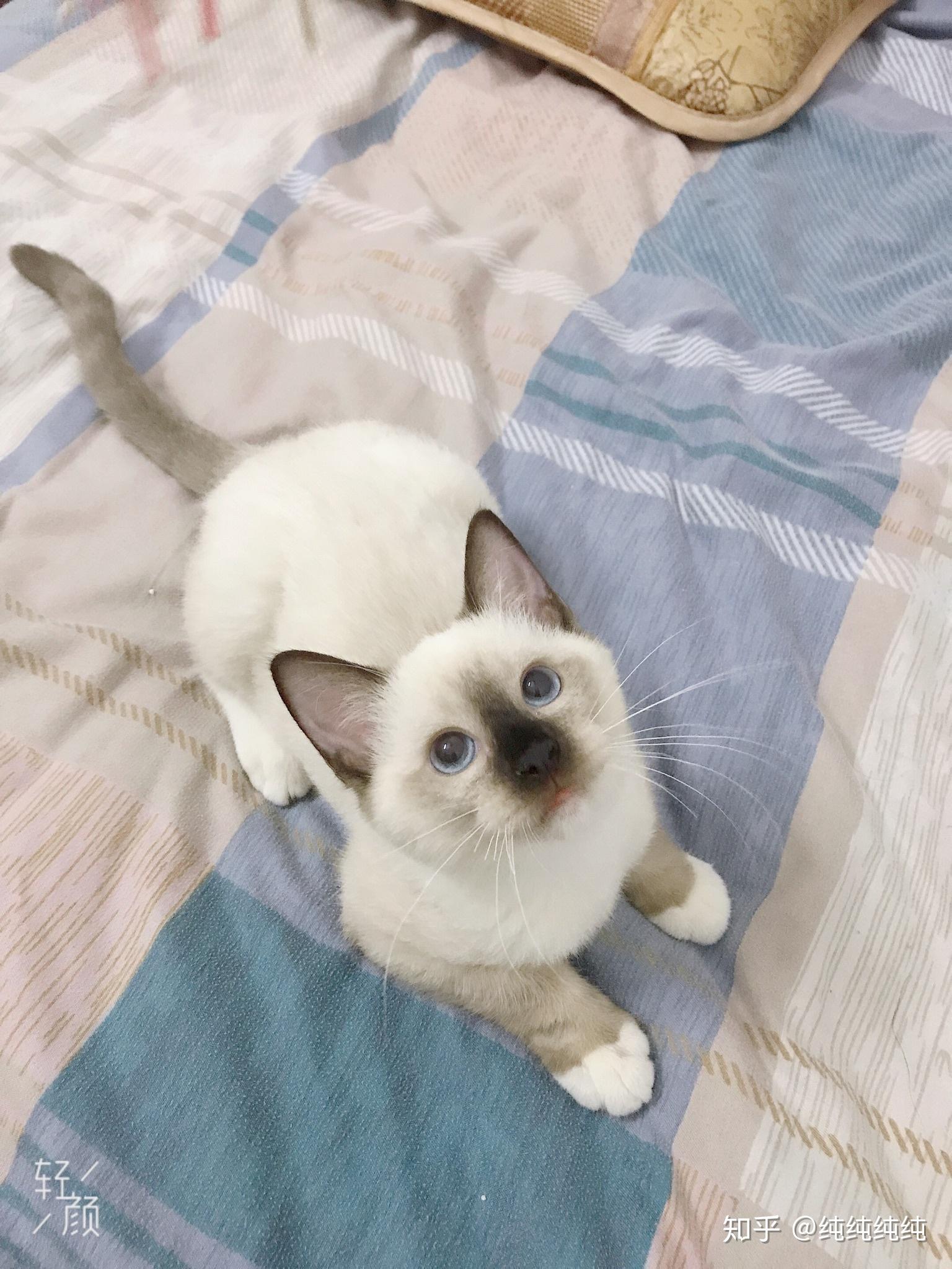 布偶猫和暹罗猫的串串什么样的