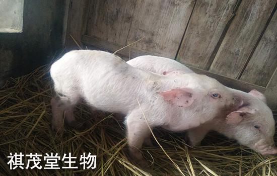 预防和治疗猪流感、猪肺疫、猪口蹄疫等猪病的方法有哪些? - 知乎