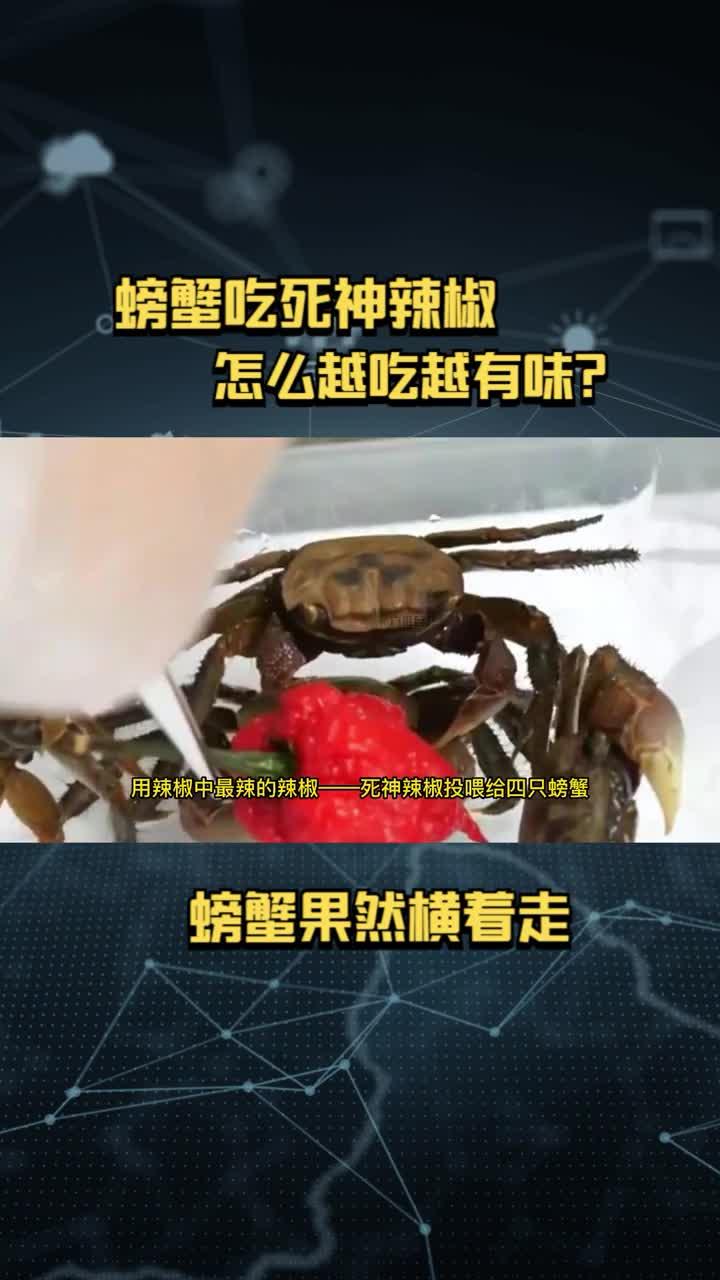 蜘蛛大战螃蟹图片