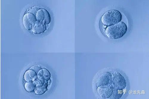 什么是鲜胚、冻胚和囊胚? - 知乎