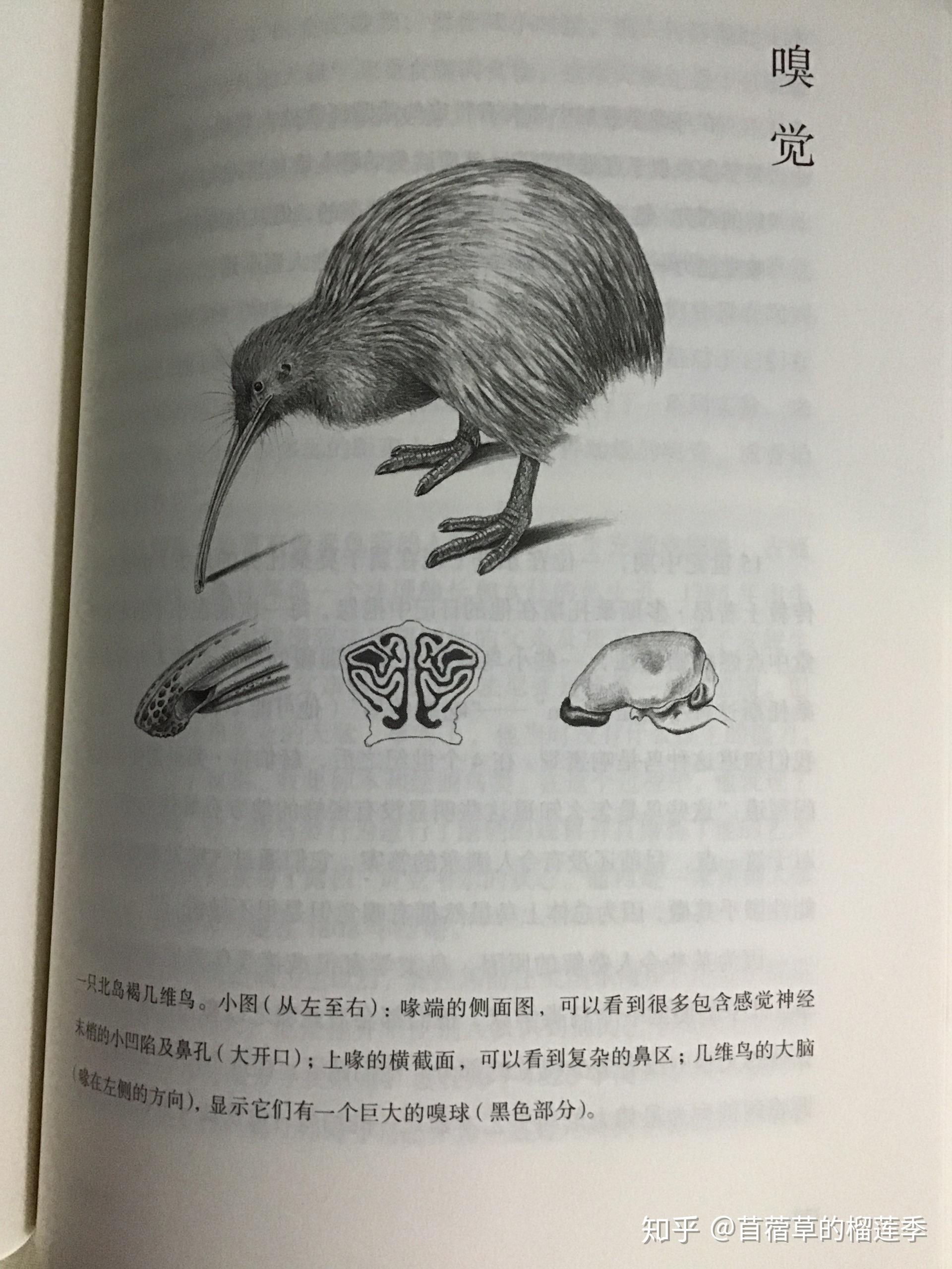 Amazon.co.jp: 動物および家禽の解剖学的モデル、家禽の解剖学的モデル、畜産器官内臓筋神経家禽および家禽動物の解剖学を学ぶ動物 : 本