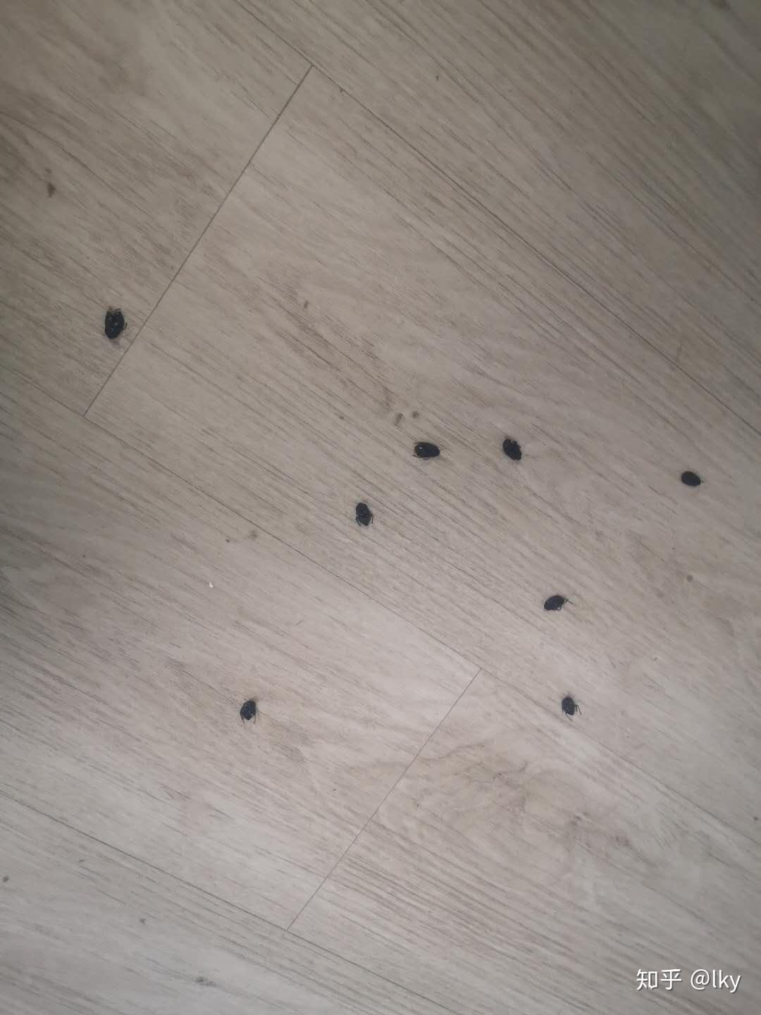 黑色西瓜子一样的虫是什么虫有臭味