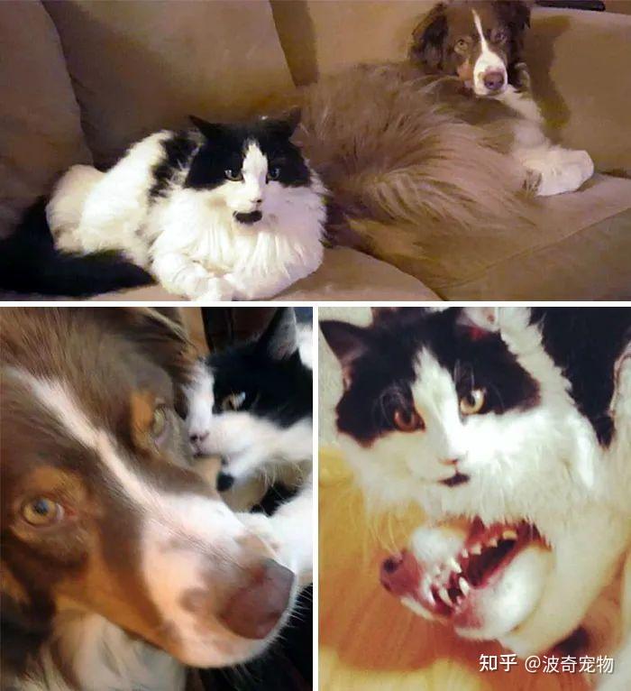 猫狗双全、人生赢家?阿汪哭着说:你有考虑过我的感受吗! - 知乎