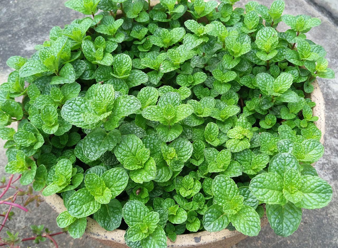 如何在家自己种植西餐用的植物香料呢