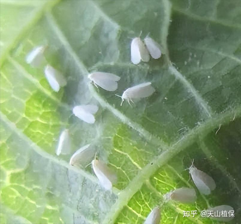 白粉虱怎么彻底消灭用什么药 - 知乎