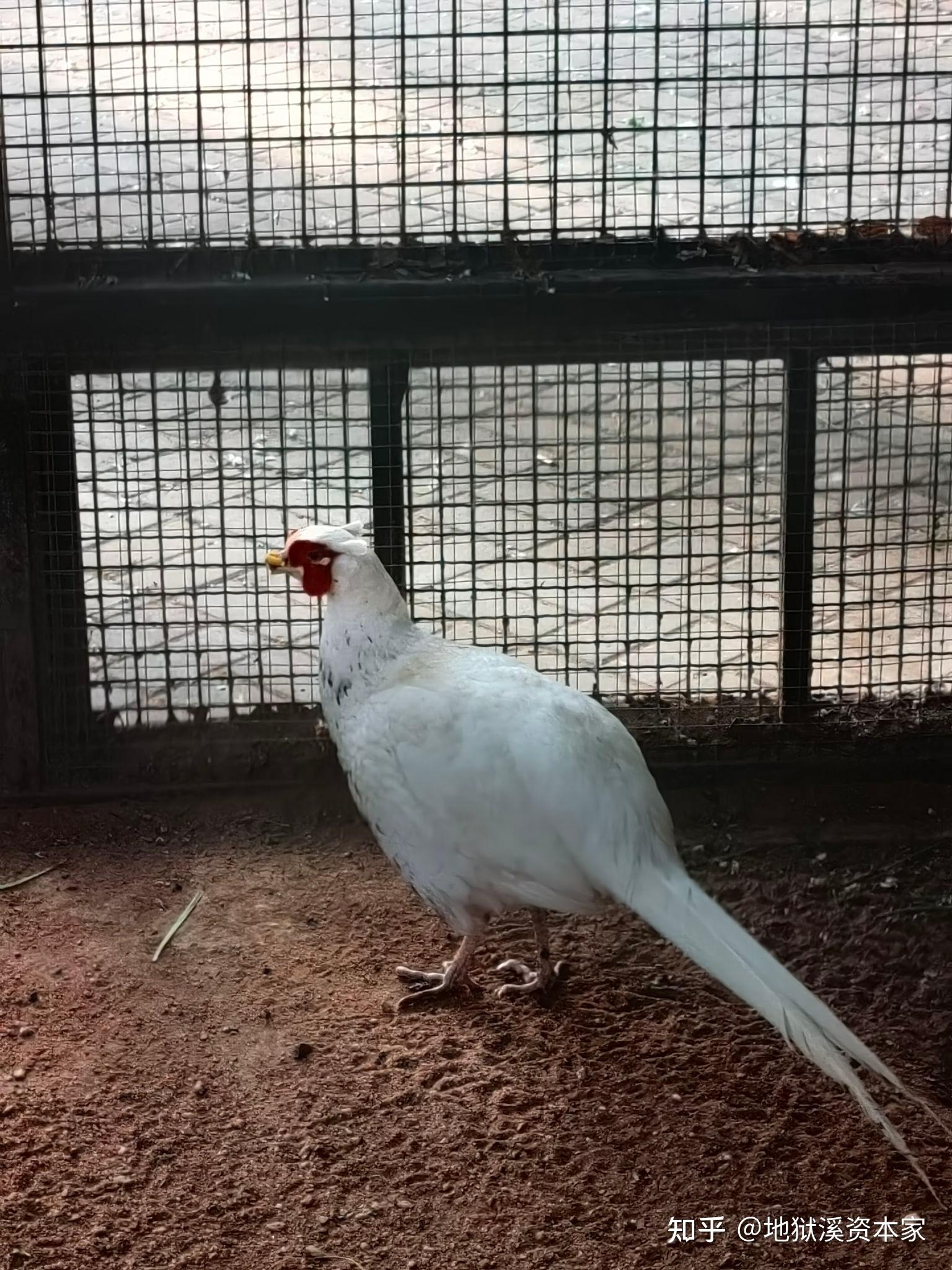 蔡徐坤有出演《庆余年2》吗?