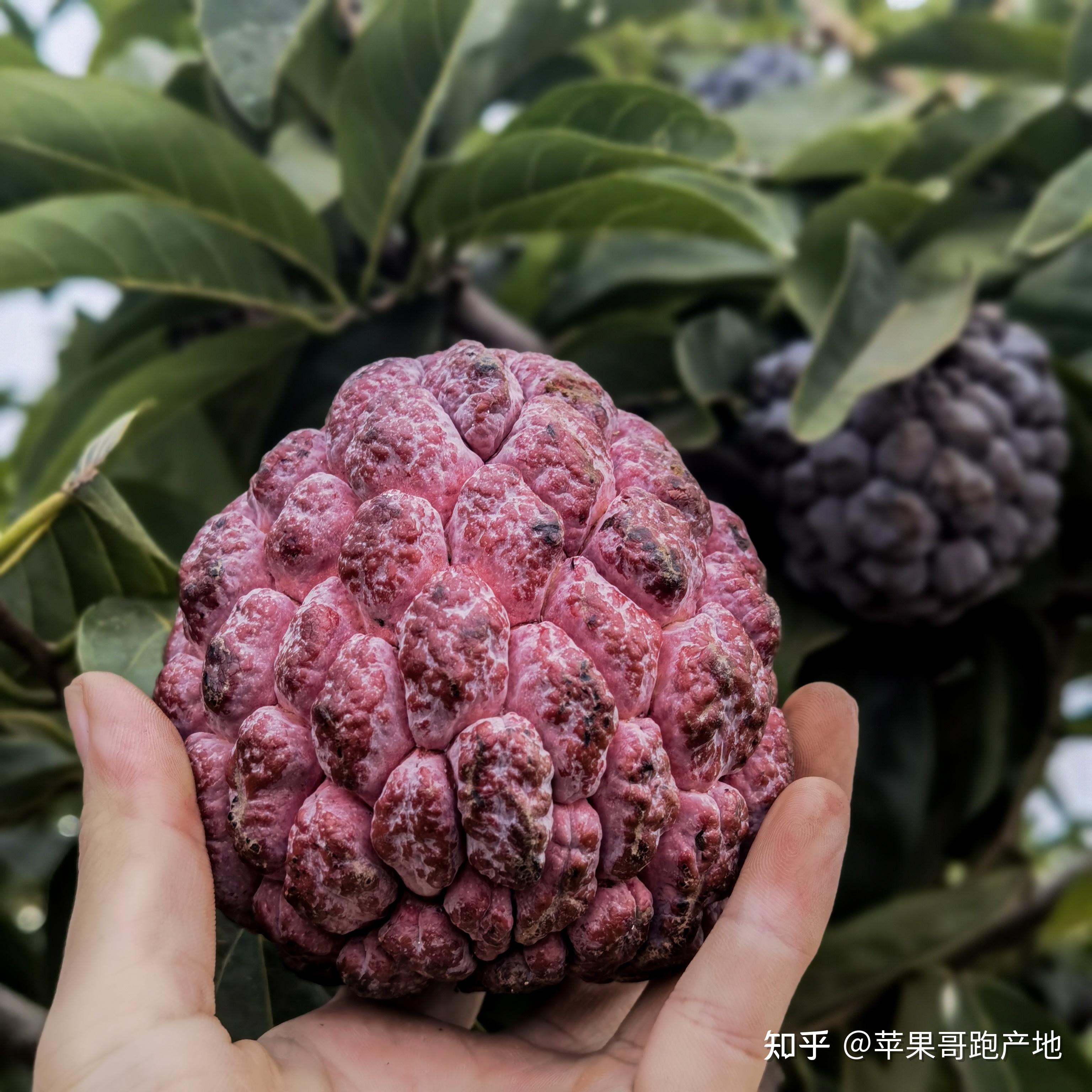 釋迦果哪裡產的最好吃籽少肉多的臺灣海南泰國