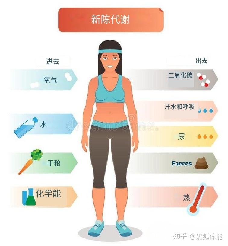 探索个体差异 | 每个人的标准代谢 - 知乎