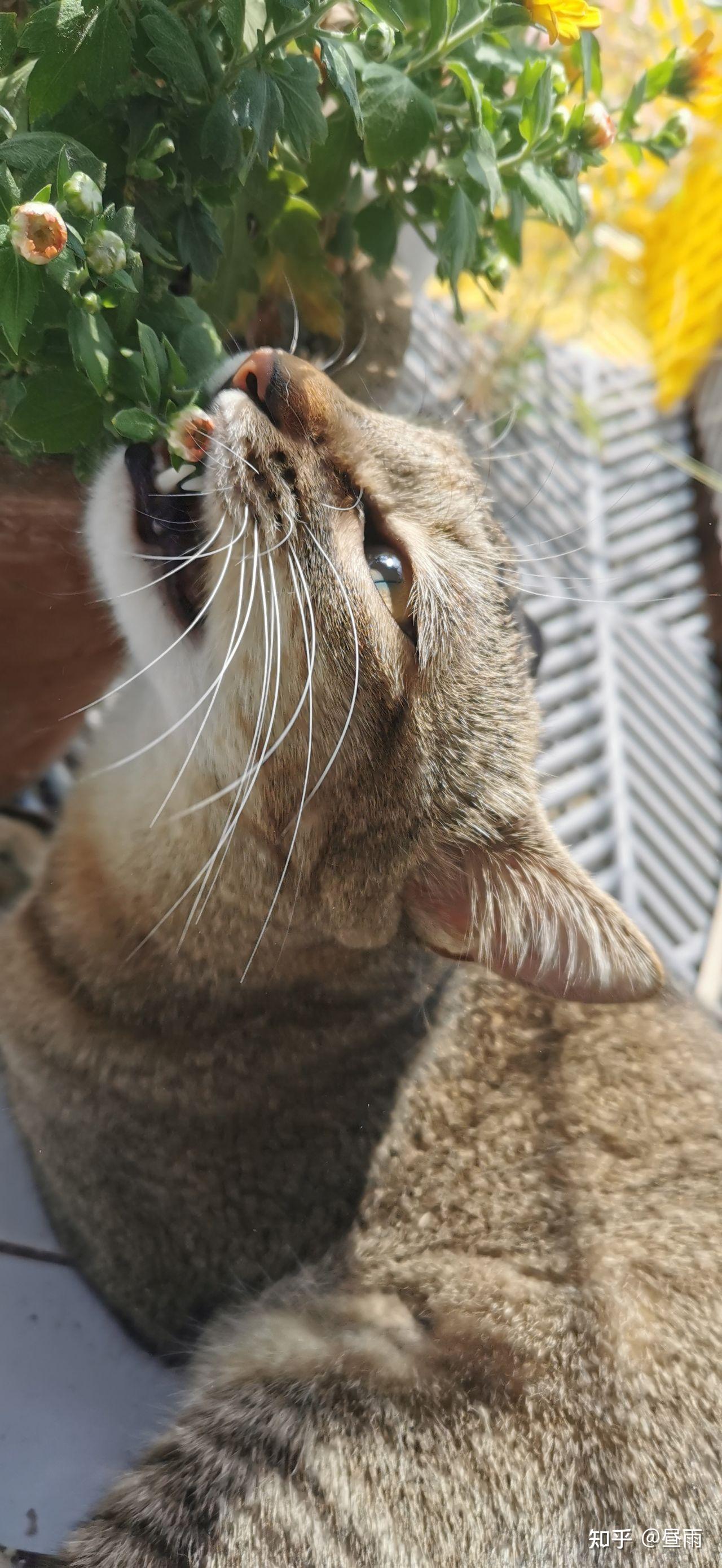 养雀猫(麻猫)是一种怎样的体验? - 知乎