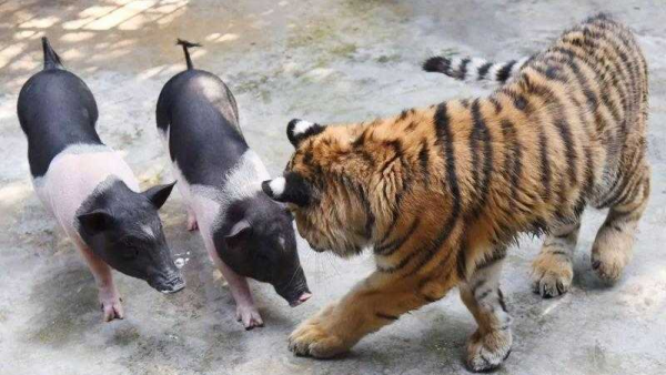 全网都在传的“扮猪吃老虎”,到底是怎么回事儿? - 知乎 全网都在传的“扮猪吃老虎”,到底是怎么回事儿? - 知乎