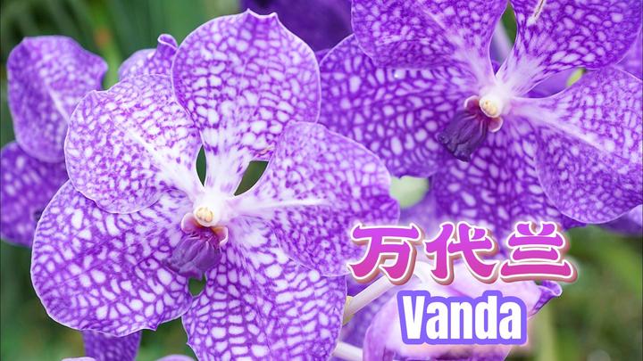 万代兰:不需要土壤的兰花战士 - 知乎