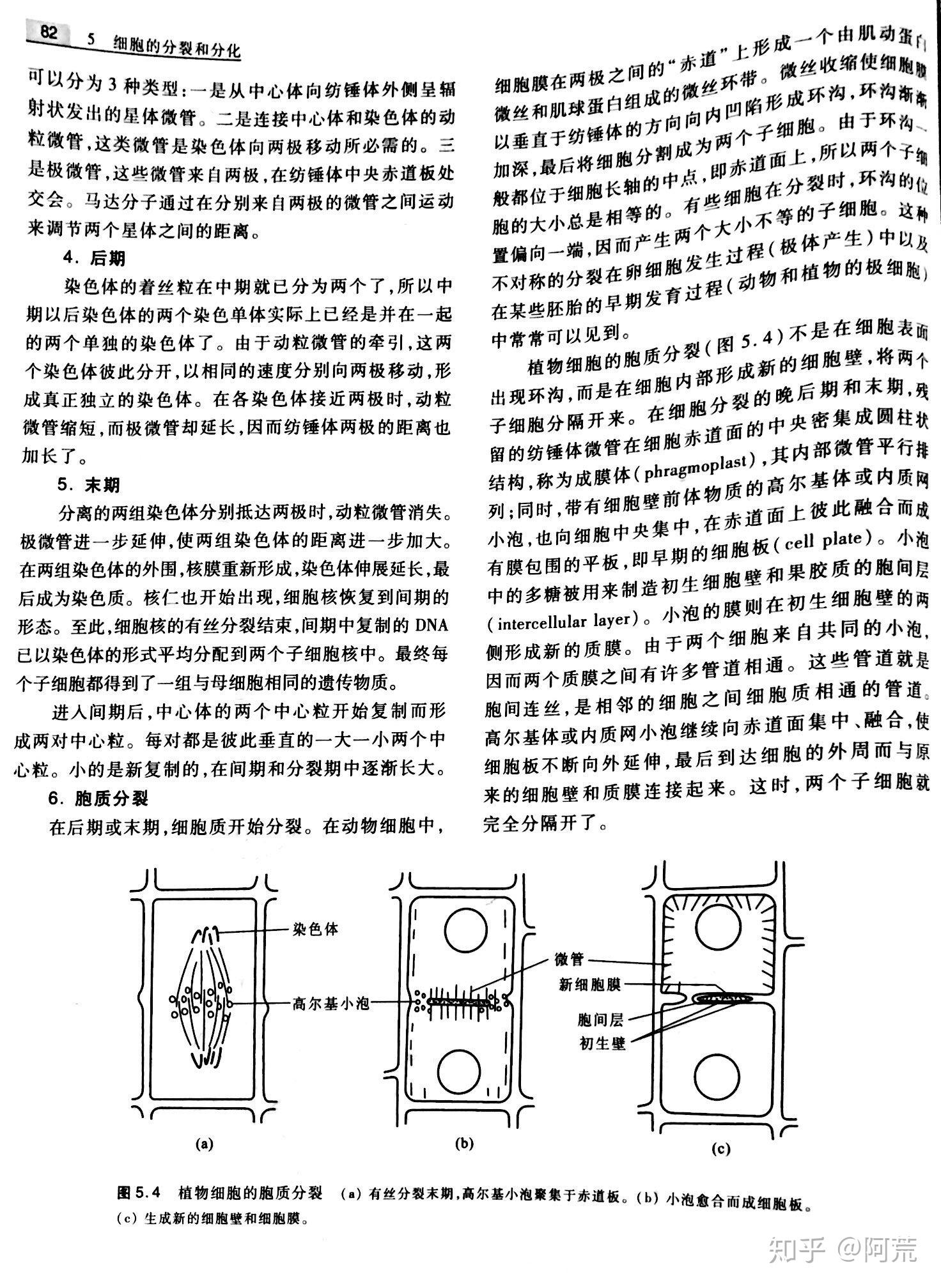 在细胞周期的过程中内膜系统是如何分解与重建的