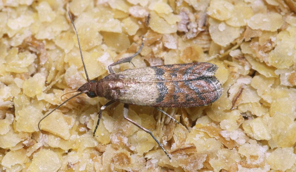 家里的印度谷螟怎么杀死? - 知乎