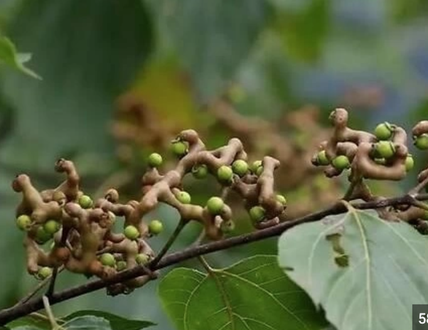 草本先生密探：枳椇子解酒还解“上头”了？ - 知乎