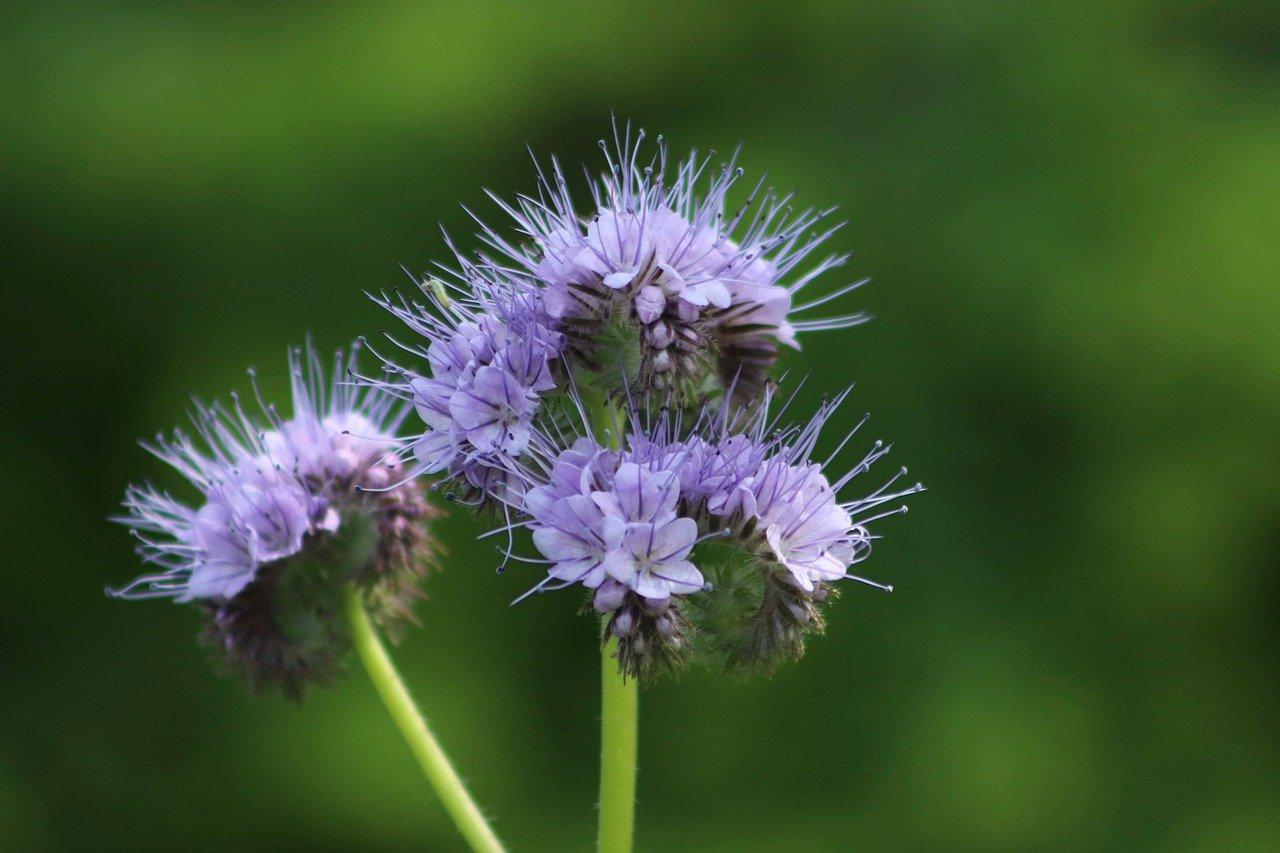 丛生苗木怎么种植