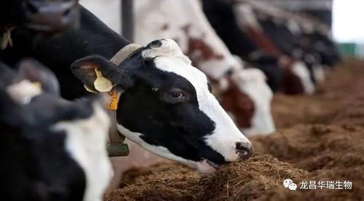 反刍动物采食量低、产乳热、酮病问题,为什么添加丙酸钙能够改善 - 知乎