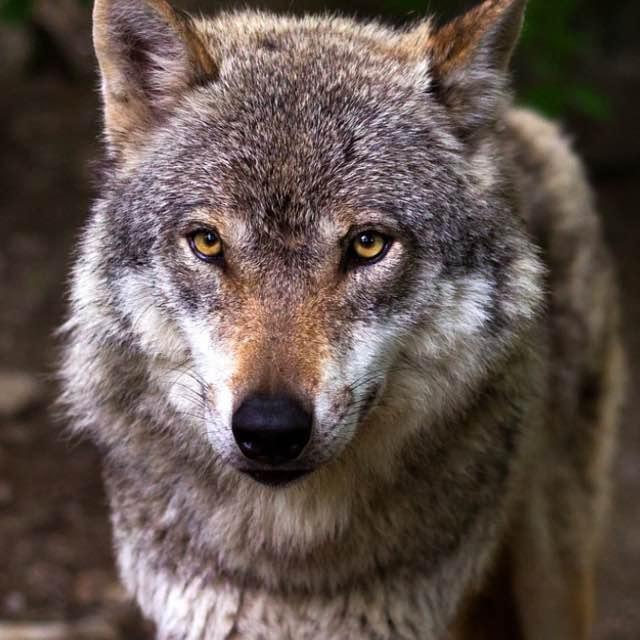 狼、驼鹿进入同一孤岛，69 年后狼竟然灭绝了。大自然中真实的狼性文化如此脆弱吗？