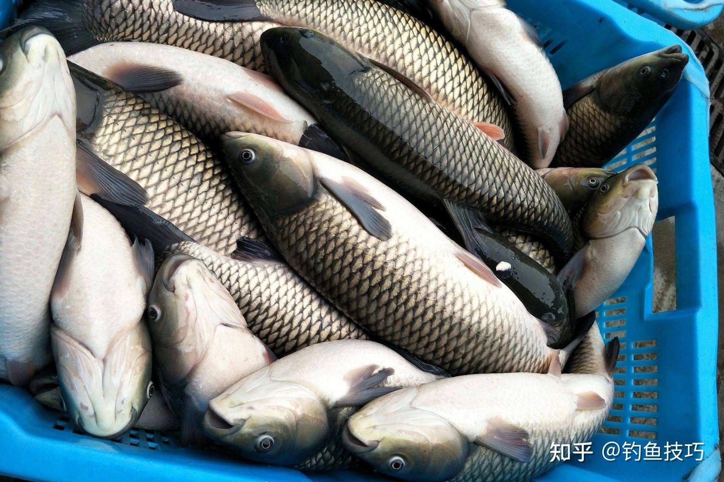 冬天还能钓到草鱼吗？冬天钓草鱼的鱼情分析 - 知乎