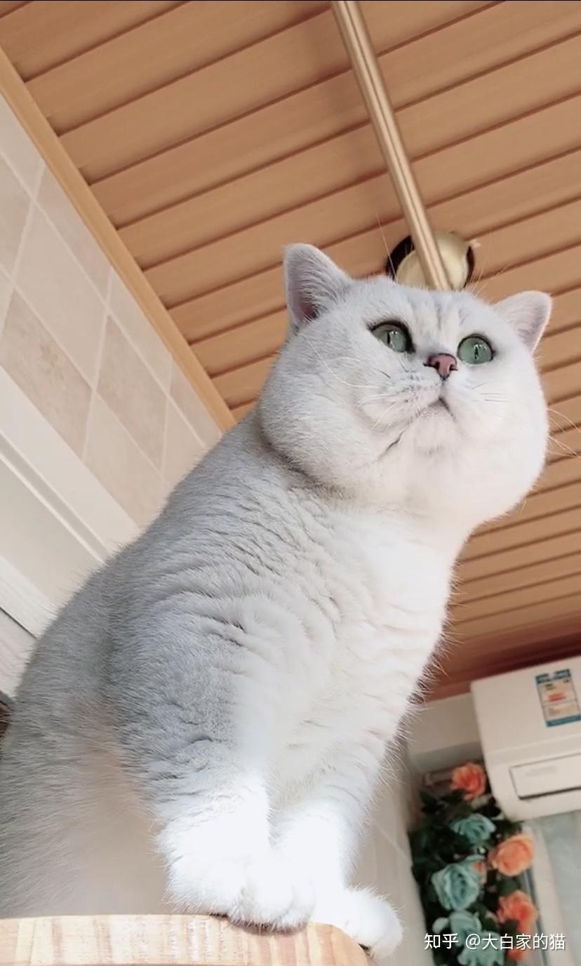 银渐层可以有多肥? - 知乎