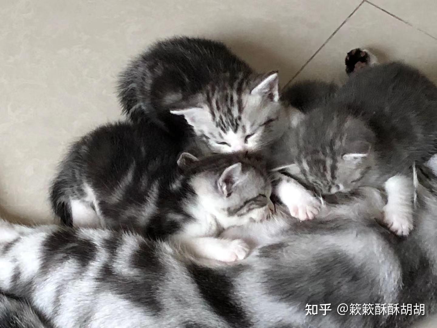 布偶串美短孩子长大啥样呢? - 知乎