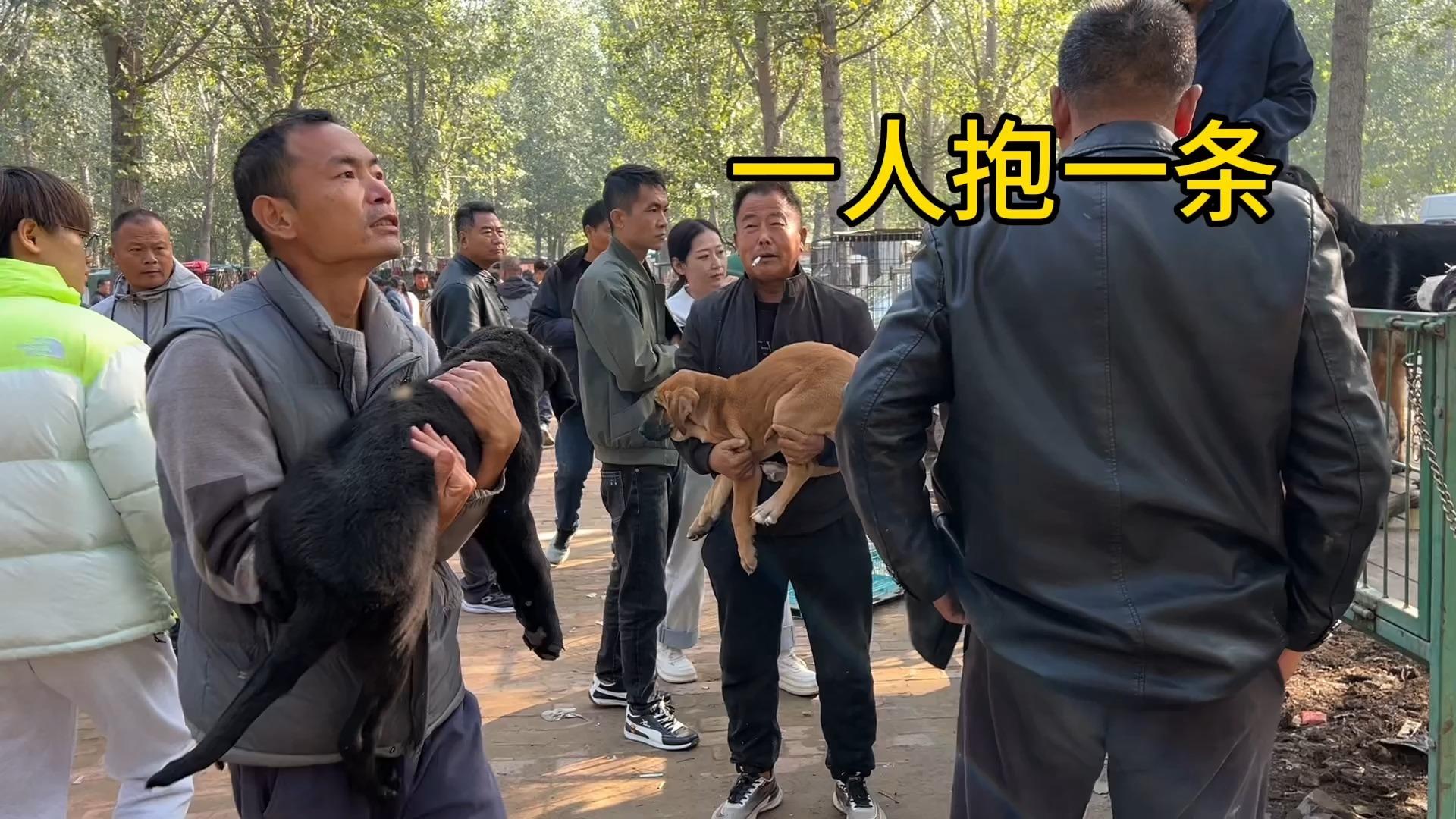 河间狗市图片