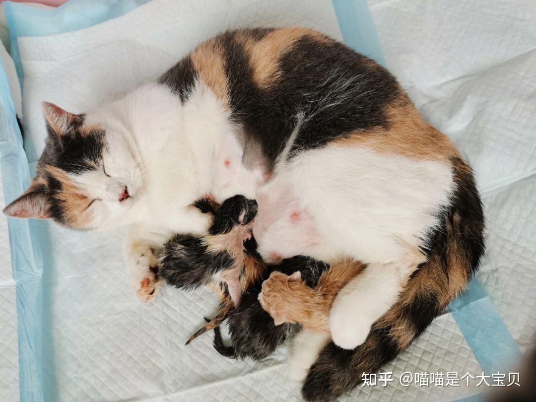 关于猫的“性”知识,不要“害羞”,对猫咪有益! - 知乎